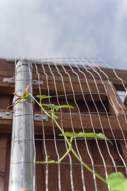 Grape Trellis Installation in Kansas City, KS