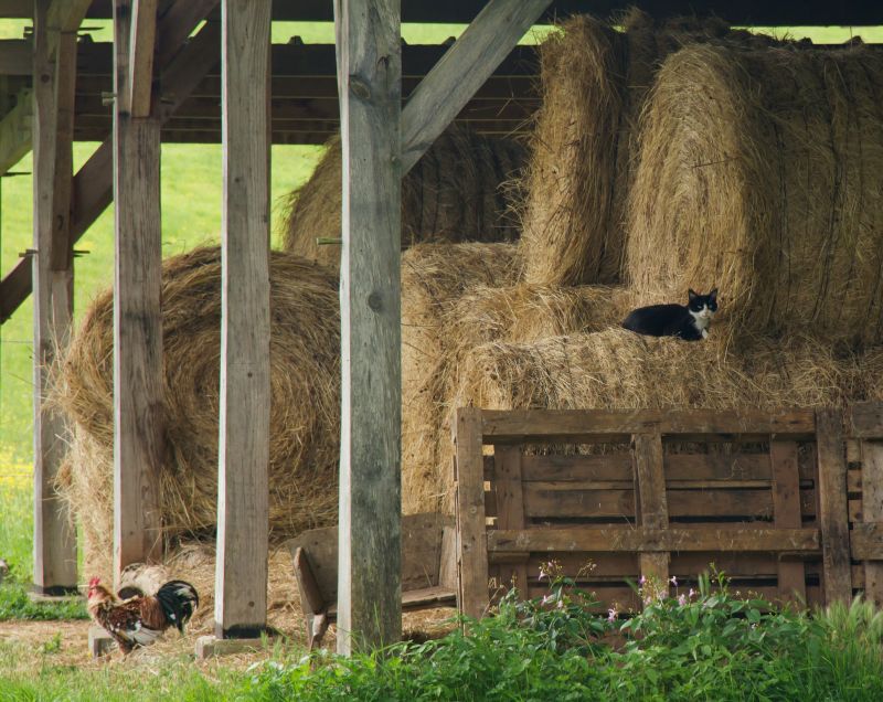 Barn Structural Repair in Conroe, TX